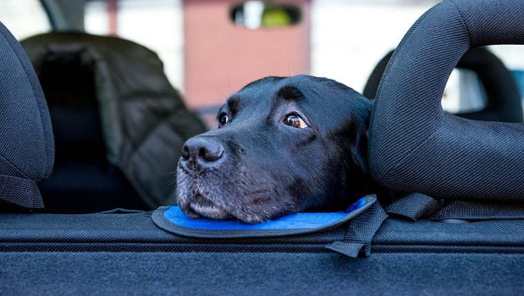 Labrador dog sitting in car