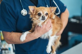 Veterinarian holds Chihuahua dog
