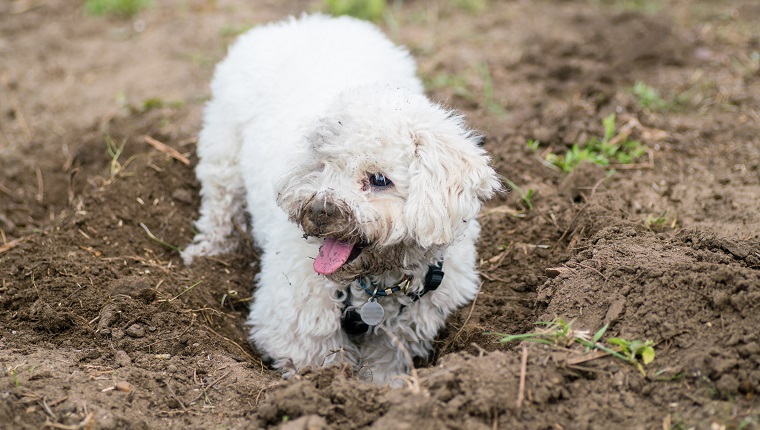 a white bichon frise puppy seems to be laughing as he gets covered in mud