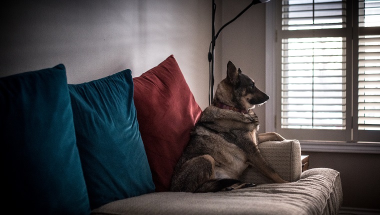A German shepherd mix dog sits on a sofa by itself in an empty room, looking out the window and waiting for master to return.