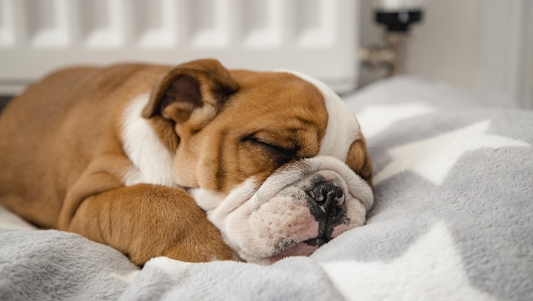 A cute British Bulldog sleeping in a dog bed.