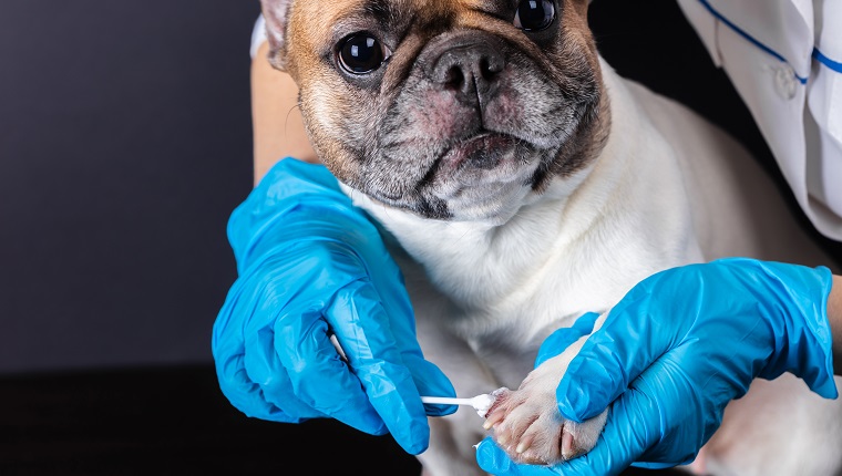 veterinarian medicine on wound paw French bulldog