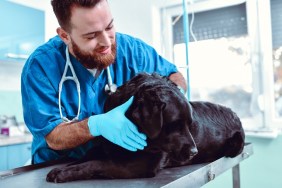 Smiling Male Vet Trying To Cheer Up Dog During Examination