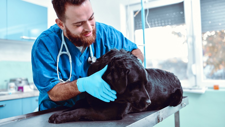Laryngeal Paralysis In Dogs: Symptoms, Causes, & Treatments - DogTime