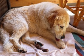 A 10-year-old senior female golden retriever licks her paw dry after swimming.