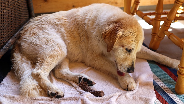 A 10-year-old senior female golden retriever licks her paw dry after swimming.
