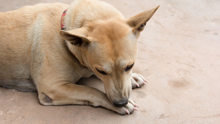 Dog licking his paw on cement floor.