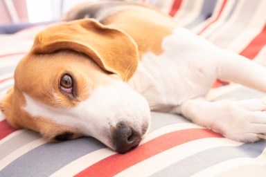 A beagle dog resting in the sofa