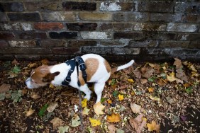 Dog owners can be fined if they fail to clear up after their dog's mess.