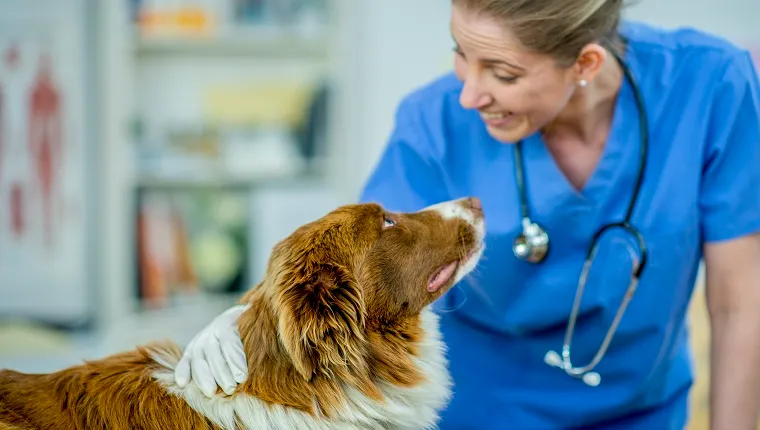 A blonde female vet smiles at a brown and white border collie dog in her surgery.
