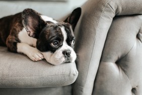 a bored french bulldog lying down and resting on sofa looking outside