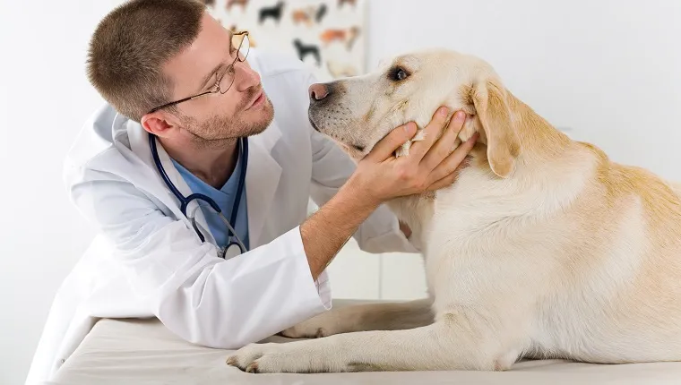 A male veterinarian examining a labrador dog. Looking face to face.