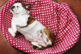 Five-months old female English Bulldog in her bed, as photographed from above while she is pulling a funny pose