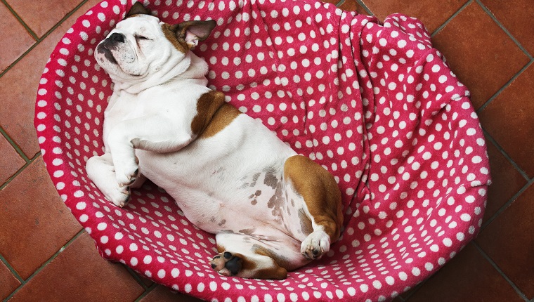 Five-months old female English Bulldog in her bed, as photographed from above while she is pulling a funny pose