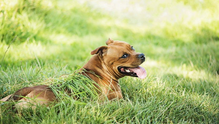 Sunburn In Dogs: Symptoms, Causes, & Treatments - DogTime