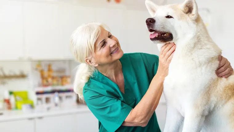 Female veterinarian examining a dog in her office