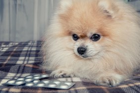 Sick Pomeranian puppy ate a lot of chocolate lying next to the pills for treatment after a visit to the veterinary clinic. The treatment and care of dogs. The horizontal frame.