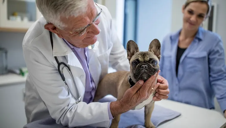 Cape Town, South Africa, veterinarian with french bulldogCape Town, South Africa, veterinarian with french bulldog