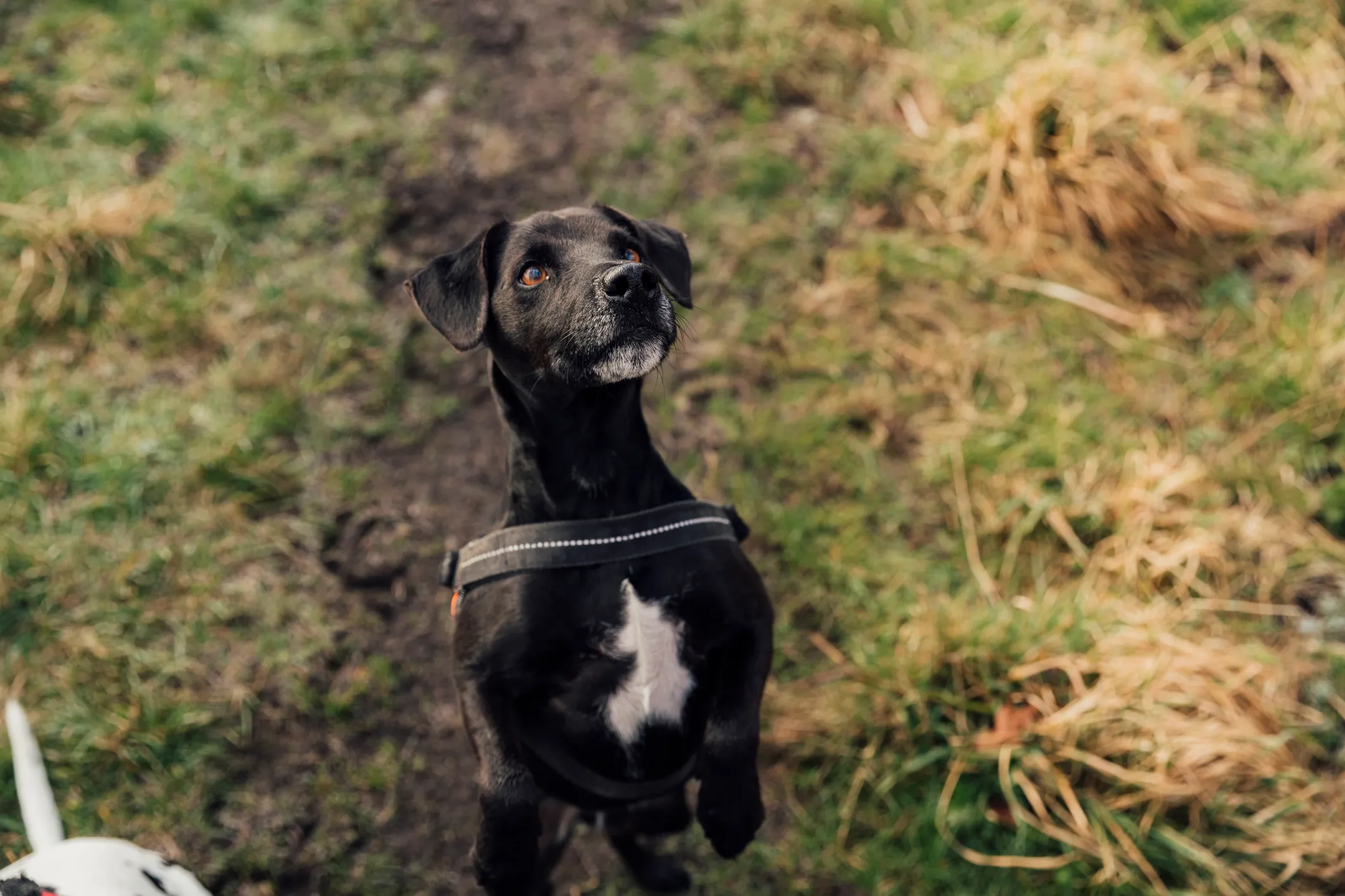 Patterdale Terrier Dog Breed Information & Characteristics