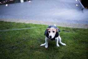 A Parson Terrier dog wearing a dog coat / rain jacket in winter trying to poop.