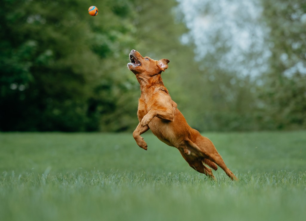 Exercise a dog: Consider age, breed, and overall health