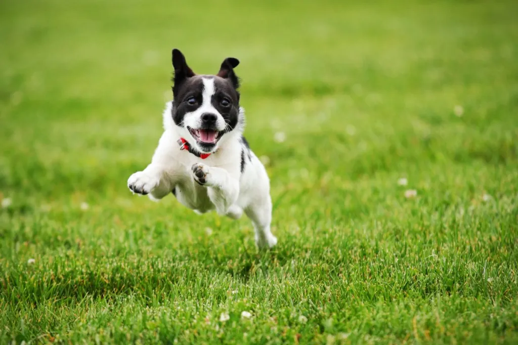 Small dog running through grass to meet his exercise needs