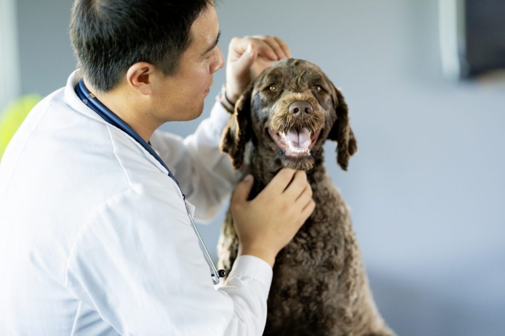 A male veterinarian gives a young Portuguese Waterdog an exam during routine check-up.