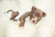 Pit Bull puppy lying on a white, fluffy blanket