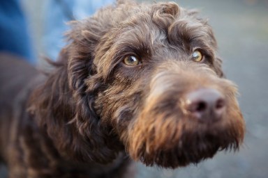Close-up of a brown labradoodle dog with amber coloured eyes
