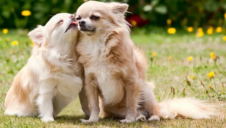 Long hair chihuahua giving her brother some loving licks.