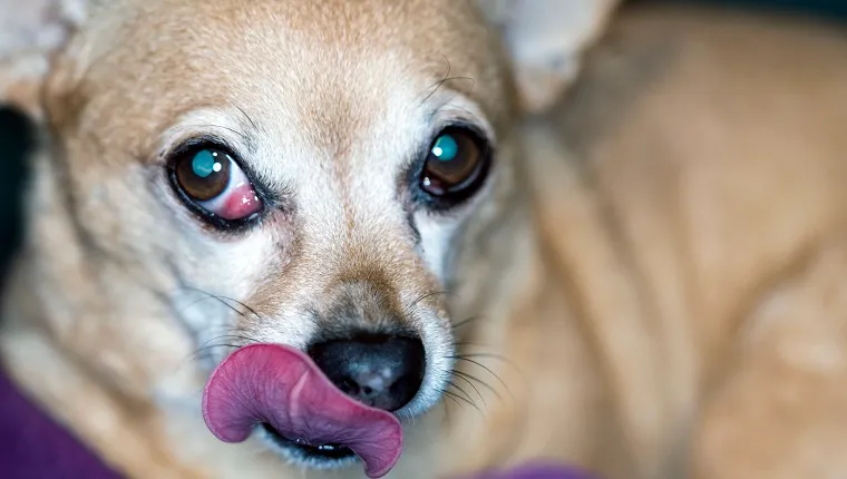 can you prevent cherry eye in dogs
