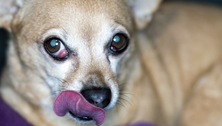 Chiweenies are a mixed breed dog. Cherry eye is a prolapsed eye gland, specifically a prolapsed nictitating membrane.