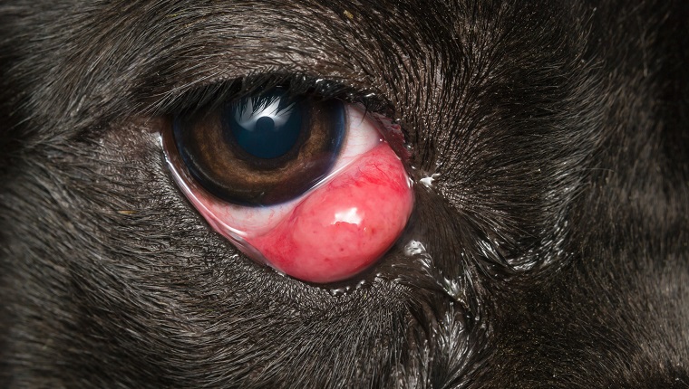 close-up photo of a black dog with cherry eye, cane corso dog breed