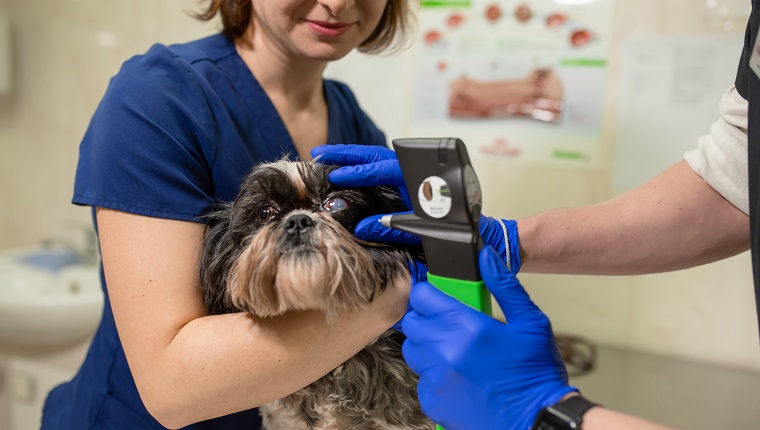 A veterinary ophthalmologist makes a medical procedure, examines a dog's eyes with the help of an ophthalmologic veterinary tonometer at a veterinary clinic. Examination of a dog with an injured eye.