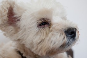 West Highland Terrier with medical condition dry eye