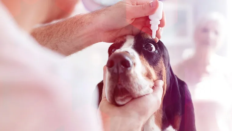 Closeup of doctor pouring eyedrops in dog's eye at veterinary clinic