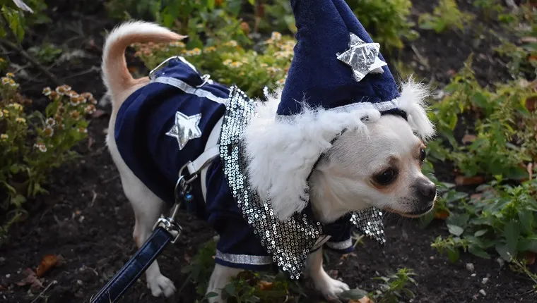 A chihuahua is pictured in a wizard costume in summertime.