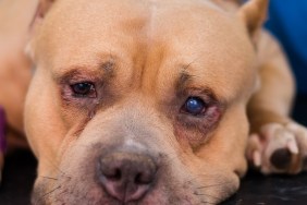 american bully dog breed with entropion and corneal ulcer prepared for surgery