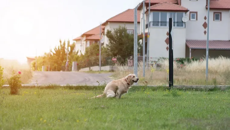 Golden retriever dog is defecating in park
