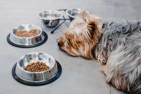Yorkshire Terrier dog is sick and refuses to eat. No appetite, sadness, depression.
