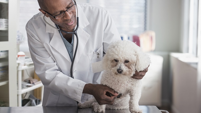 Black veterinarian examining dog in office