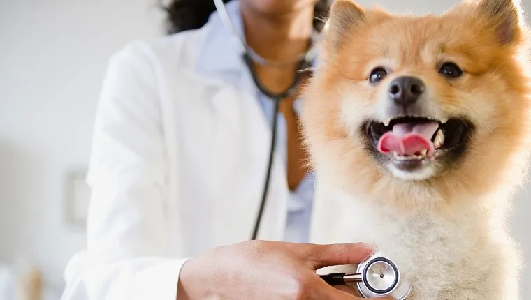 Mixed race veterinarian listening to Pomeranian dog's heartbeat
