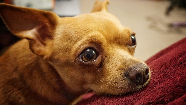 sad looking Chihuahua dog staring