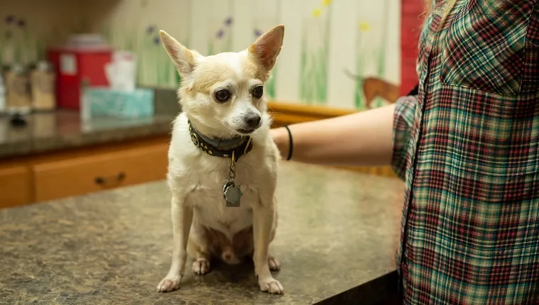 A scared tan and white Chihuahua sitting on the exam table at a vet clinic with the hands of its owner petting and reassuring him.