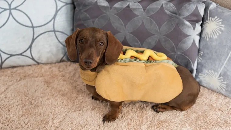 Miniature dachshund sitting on rug in hot dog costume with cushions behind
