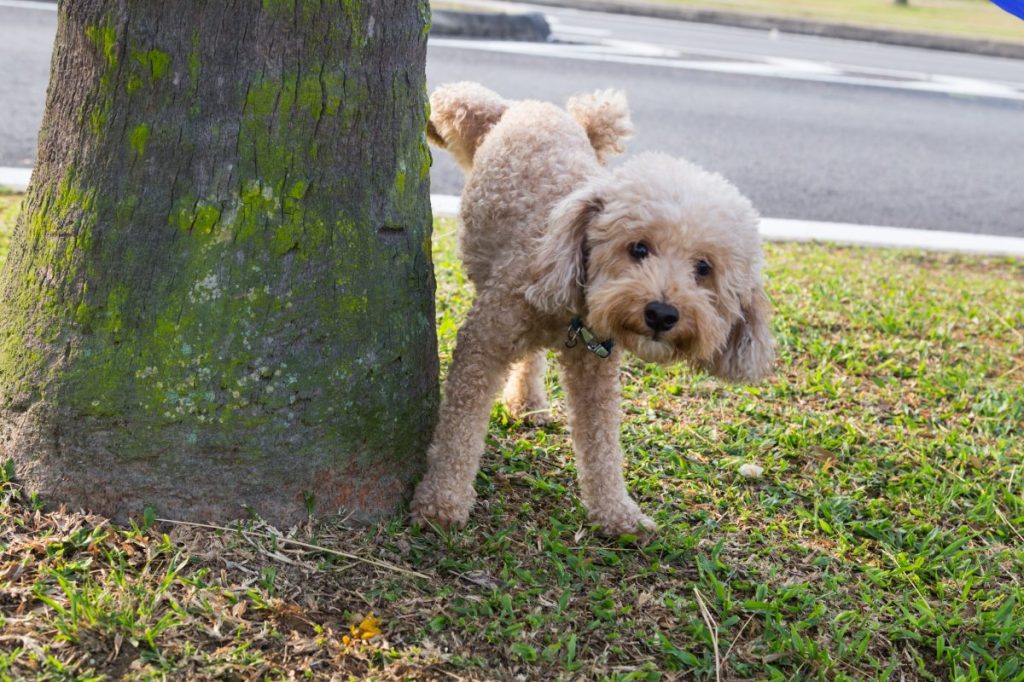 dog peeing on tree housetraining adult dogs