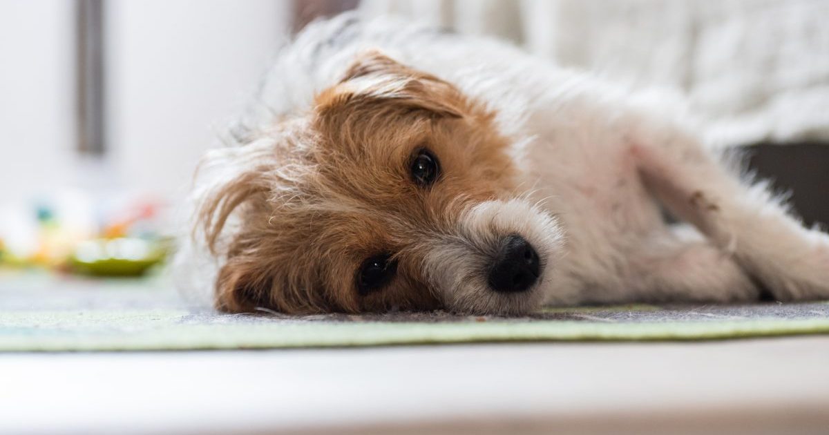 Jack Russell Terrier dog lying on floor in pain