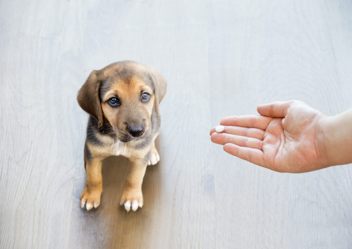 can dogs take over the counter allergy medicine