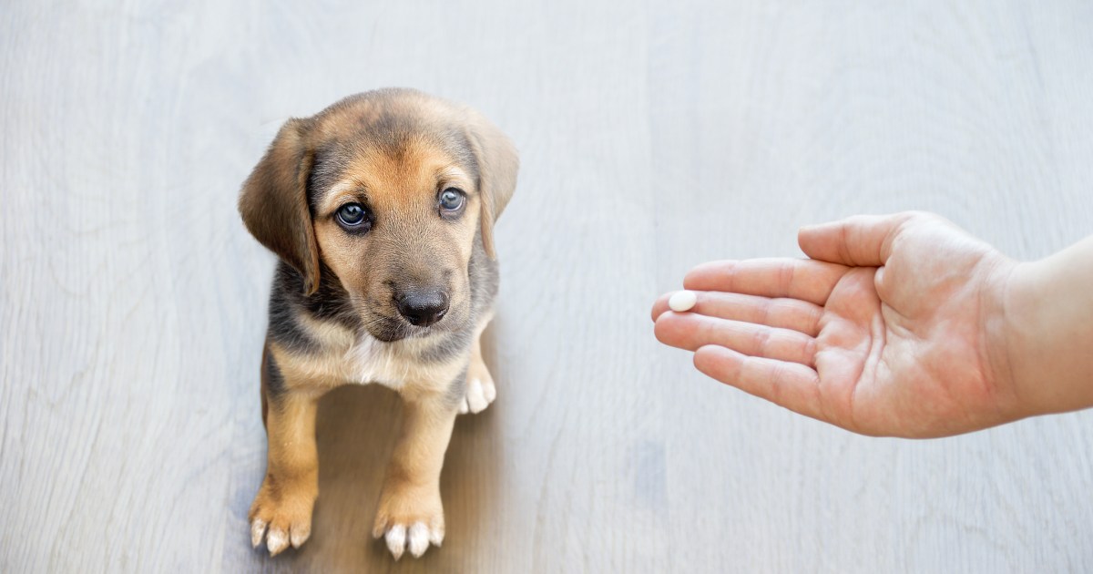 Claritin For Dogs Uses, Dosage, & Side Effects