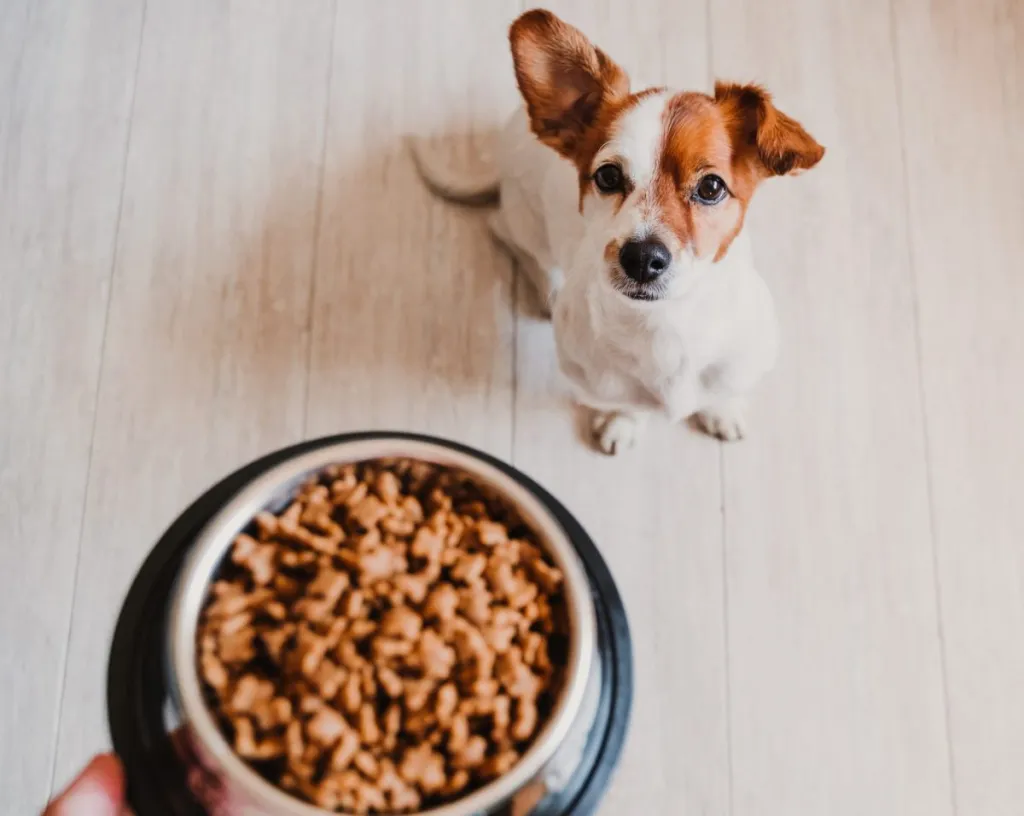 Jack Russell waiting for bowl full of good nutrition dog food